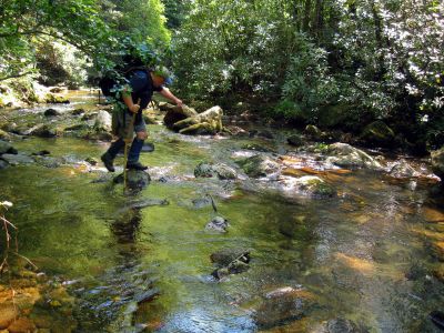 Rat crossing N. Harper creek on day 4
