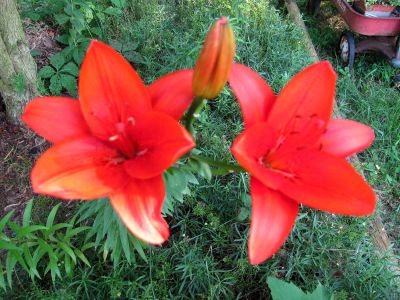 dad's flowers
