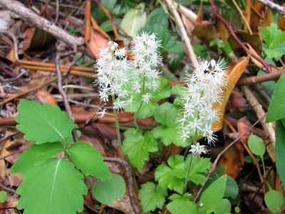 Wildflowers along AT on Elk River
