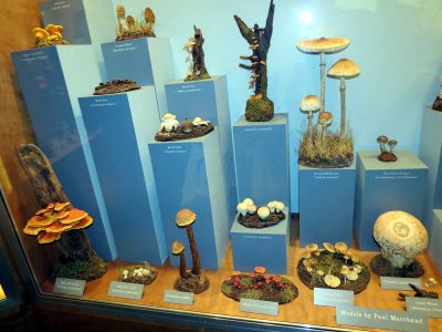 Taken inside the Grandfather Mountain Park Museum 10-19-2012
