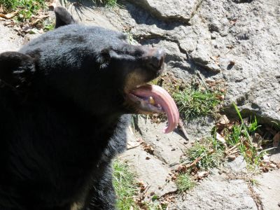 The bear sanctuary at Grandfather Mountain State Park taken 10-19-2012
