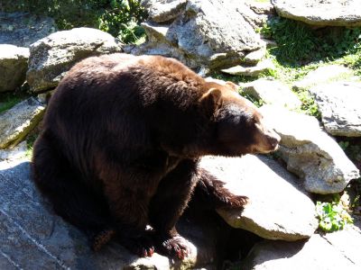 The bear sanctuary at Grandfather Mountain State Park taken 10-19-2012
