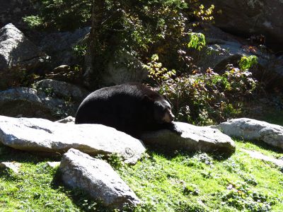 The bear sanctuary at Grandfather Mountain State Park taken 10-19-2012
