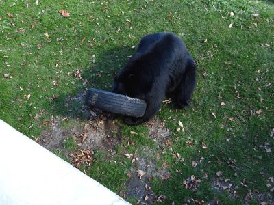 The bear sanctuary at Grandfather Mountain State Park taken 10-19-2012
