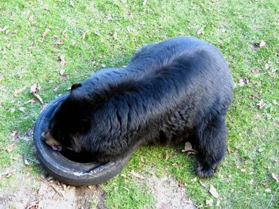 The bear sanctuary at Grandfather Mountain State Park taken 10-19-2012
