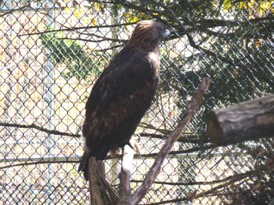 Eagle in the wildlife sanctuary at Grandfather Mountain State Park taken 10-19-2012
