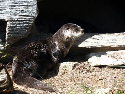 The otter enclosure at Grandfather Mountain State Park taken 10-19-2012
