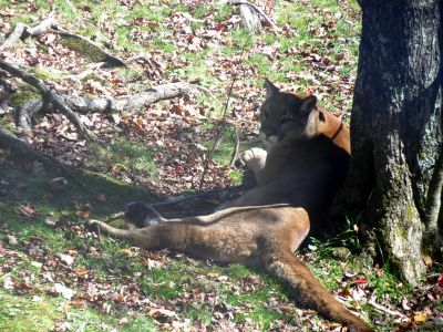 Cougar in the wildlife sanctuary at Grandfather Mountain State Park taken 10-19-2012
