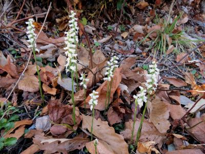 Northern Slender Ladies Tresses ??  taken along the blue ridge parkway near the park 10-19-2012
