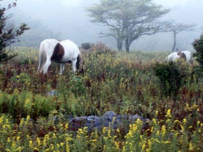 ponies2.jpg