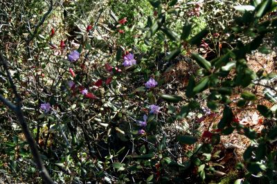 Rhododendron Minus  (only seen in a few areas around here) 
