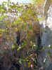 Filename=0400.jpg
Filesize=376KiB
Dimensions=800x1067
Date added=Nov 08, 2016 0400.jpg