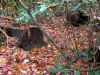 Filename=0431.jpg
Filesize=417KiB
Dimensions=1200x900
Date added=Nov 08, 2016 0431.jpg