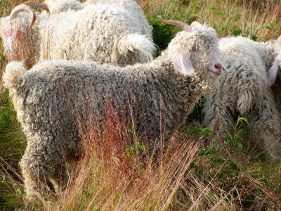 goats
taken 7-11-2010
