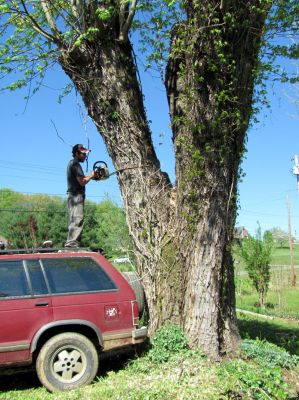Tyler taking down more of the big Maple in our yard. 
