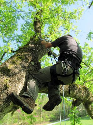 Tyler rigging up his rope before cutting some limbs 
