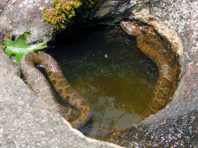 Northern Watersnake in a small pothole on the Chestnut Cove Branch Falls Taken 6-13-2012
