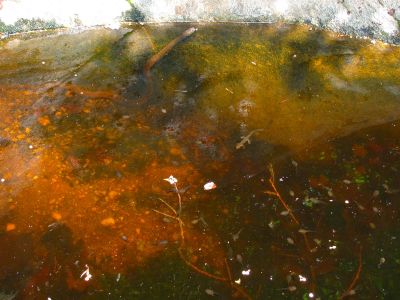 Potholes at top of the falls (complete with a norther watersnake)Taken 6-13-2012

