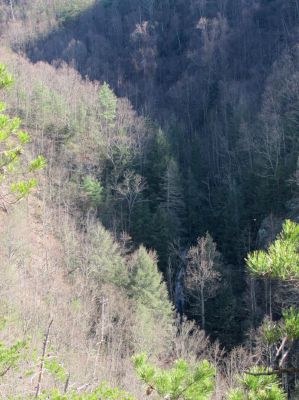 Sill Branch Falls (lower)
As seen from the Monkeyhead Rocks aka Sill Branch Overlook taken 3-19-2010
